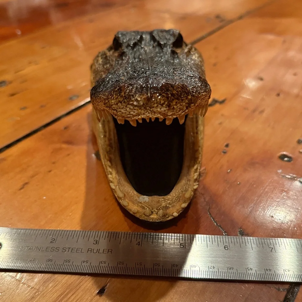Taxidermy Alligator Head with Felt Backing